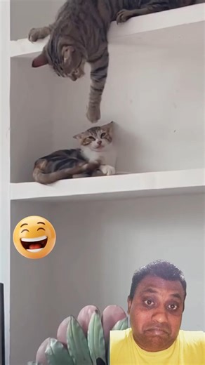 These Cats Started a Fight… But It’s Hilarious! 😂🐱#funnycats #catfight #catvideos