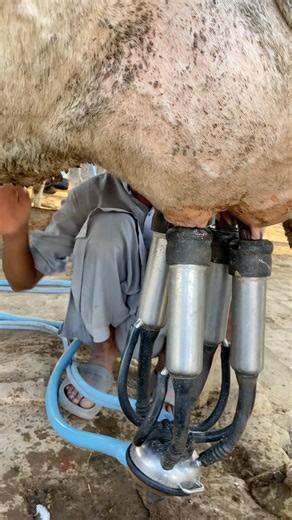 #dairyfarming #cow #dairyherd #dairy #baffalo #milk #farming #farmlife