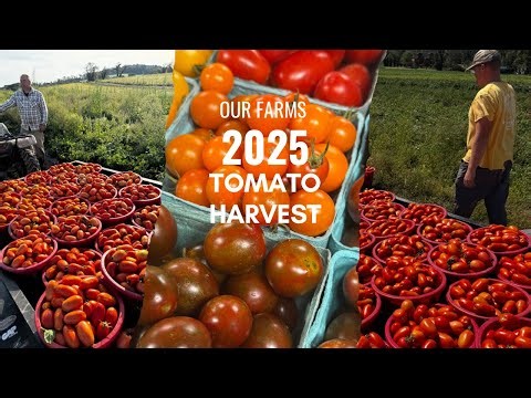A Tomato Farmers AMAZING year from Seeding to Sauce