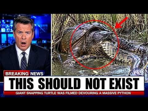 A Tracker Went Silent in the Everglades — What Took Down This Giant Python Is Unbelievable