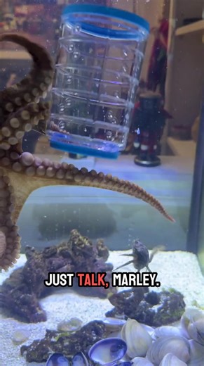 🐙 Marley the playful octopus strikes again! Watch as he outsmarts a sneaky crab in his den. 🦀 #OctopusFun #UnderwaterAdventures #MarleyTheOctopus #exoticpets