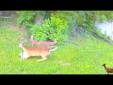 Deer attack dogs