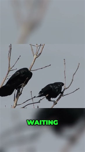 Crow Funerals Witnessing the Mysterious Ritual