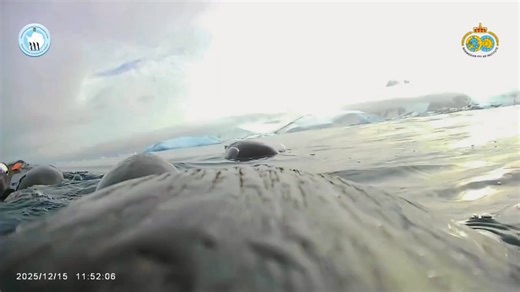 Ukrainian scientists from the Vernadsky Research Base in Antarctica just released incredible underwater footage — filmed by a penguin. Using a GPS tracker and a tiny camera safely attached to its back, they captured how these subantarctic penguins dive, hunt krill, release air from under their feathers for hydrodynamic gliding, and flap their wings underwater like birds in flight. The video is totally real, with no speed-up. It also shows how penguins preen mid-swim — a behavior vital for insula