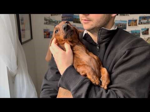 Mini dachshund loves a slow start to the day