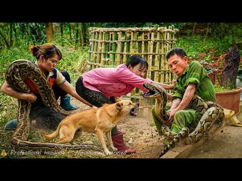 72 Hours of Terror: Catching Giant Python Ambushes Dog in the Farm – One Wrong Move Ends Everything!