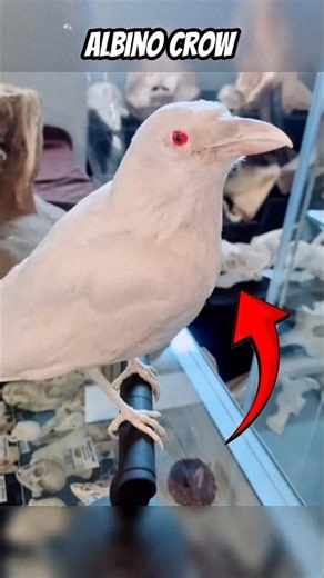 The Most Beautiful Albino Animals in the World 🤍