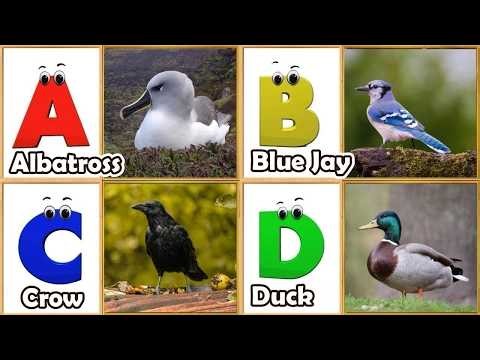 ABC Song | Birds ABC Song | Phonics for Kids| Learn ABC, Baby | Alphabet Letters