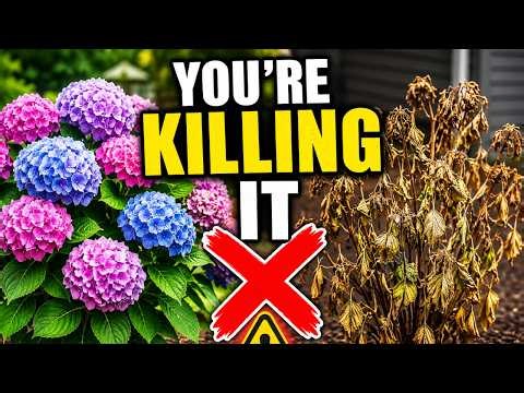 Stop Ruining Your HYDRANGEAS! 5 Planting Mistakes to Avoid!