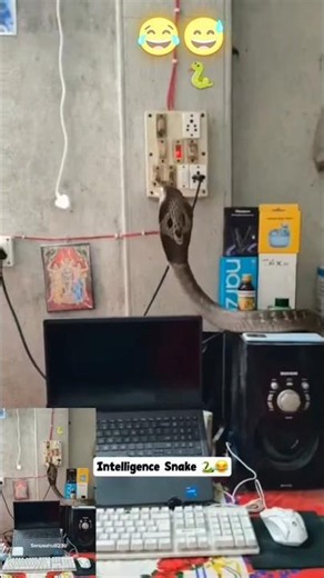 wait for end 😂😅#snake #funny #shortvideo #funnyvideo #trending