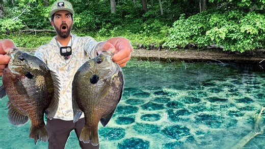 High volume of spawning bluegill emerges during difficult journey