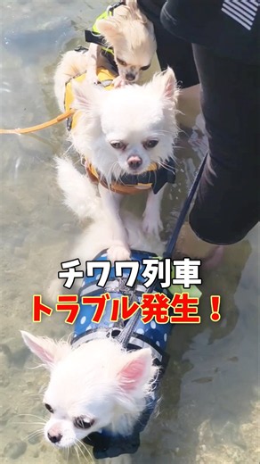 わんこ列車に大事件発生！！【もちよもうる】#チワワ #chihuahua #犬 #dogs #子犬 #水遊び #列車 #トラブル #こんにちわワ #shorts