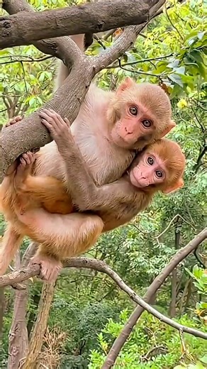 Big Brother Saves Tiny Monkey 🐒❤️ #monkey #story #entertainment