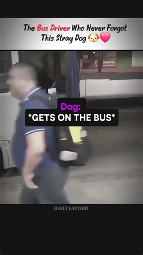 The Bus Driver Who Never Forgot This Stray Dog 🐶❤