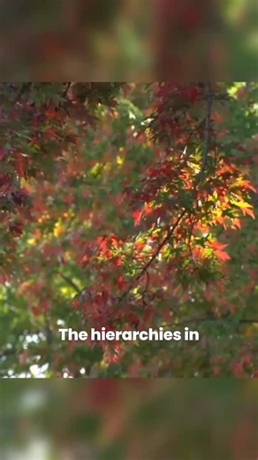 We Make Love Stories on Instagram: "POLYLove – Understanding Hierarchy in Polyamory ❤️🔺 �In this clip from POLYLove, we break down the concept of hierarchy in polyamorous relationships — who gets prioritized, why, and how couples (or triads, quads, and beyond) navigate the emotional dynamics of non-monogamy. POLYLove is an investigative documentary that challenges the way we see love, commitment, and freedom. With more young people saying “I don’t” or “I delay” instead of “I do,” non-monogamy r