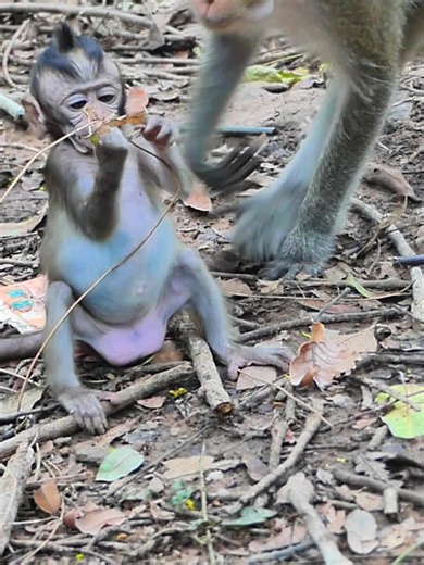 Big Belly Elenor the Macaque at Silver Springs State Park