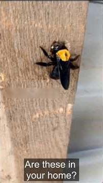 “THIS Is What Carpenter Bees Do 😳” #carpenterbees #diypestcontrol