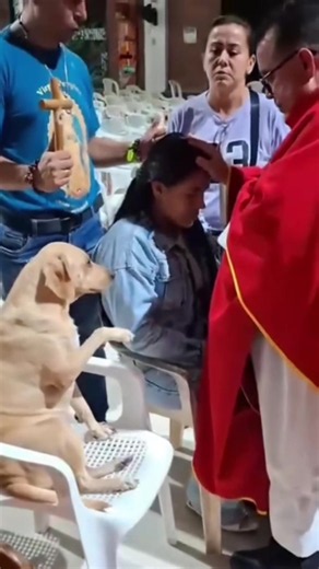 Dogs are the best friends of humans