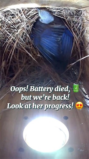She's Almost Finished! 🐦 Eastern Bluebird "Cupping" Her Nest 🪺