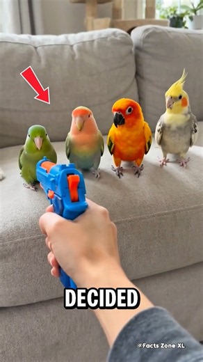 4 Parrots, 4 Different Acting Styles! 😂🦜#shorts