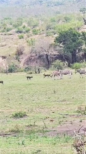 zebra vs wild dog