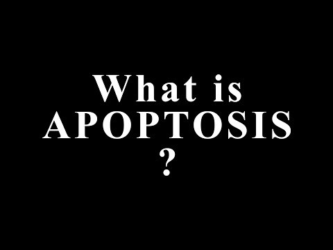 What Is Apoptosis? The Silent Process That Decides Which Cells Live or Die