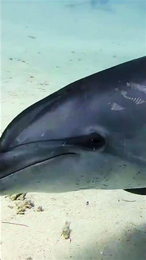 Wild Dolphin Close Up: Direct Eye Contact in the Ocean