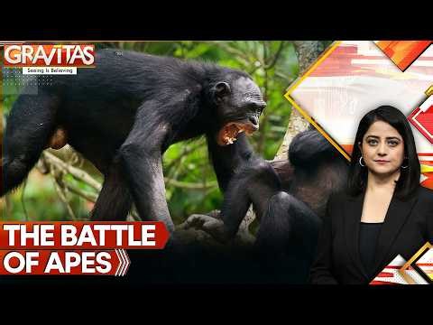 When Apes Go to War | Chimps Wage Civil War! Jungle Bloodbath | GRAVITAS