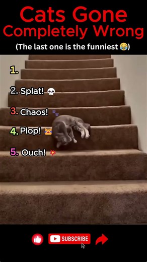 Cats Gone Completely Wrong 🤣🐱 | Funny Cat Fails
