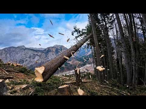 Extreme Logging on Dangerous Slopes | Insane Tree Falling & Heavy Machines