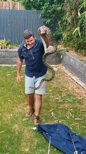 SHE’S A BIG SNAKE… 🐍 Far out we loved this gentle Carpet Python. Often the bigger they are, the calmer they become. She’s had a long life to get to this size, so getting her away from the dogs 🐕 will ensure she continues to thrive!!! ***To use this video in a commercial player or in broadcasts, please contact licensing@storyful.com*** | Sunshine Coast Snake Catchers 24/7
