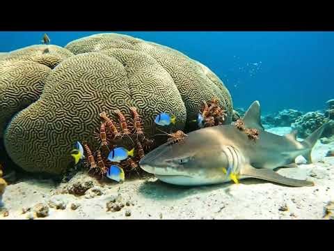 🐢 Ancient Mariners Journey 4K Sea Turtles Swimming Through the Reef Peaceful Moments