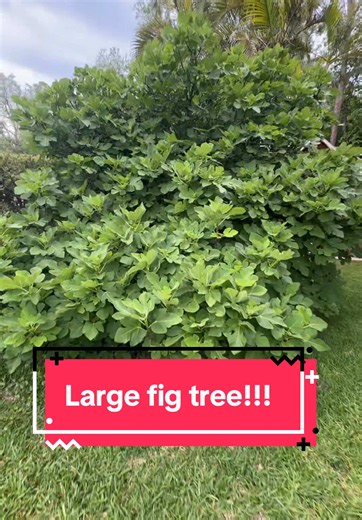 Discovering a Large Fig Tree Ready to Fruit