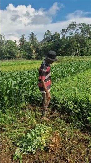 The process of chopping plant stems -Agriculture farming #shorts