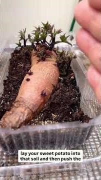 Starting sweet potato slips.