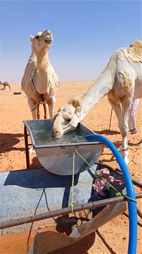 Giving Water to Thirsty Camels in Saudi Arabia’s Desert! 🐪💧🌵#shorts