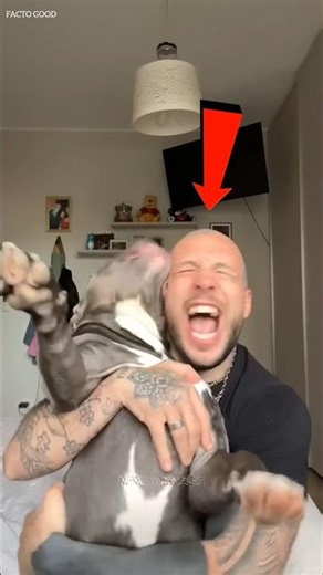 Pitbull Found a New Family…🥺🐶