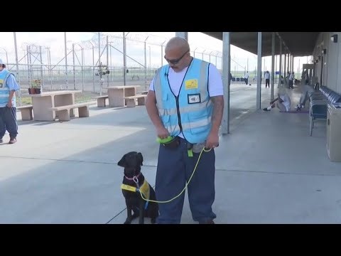 California prisons lean into raising service dogs as form of rehabilitation
