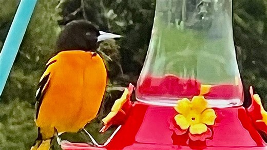 Baltimore Oriole migration map tracks how far north birds have made it