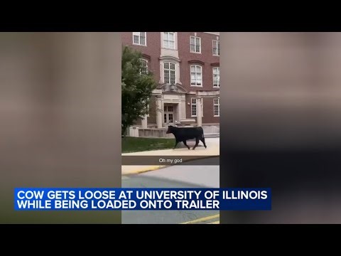 Cow runs on the loose across University of Illinois campus, officials say