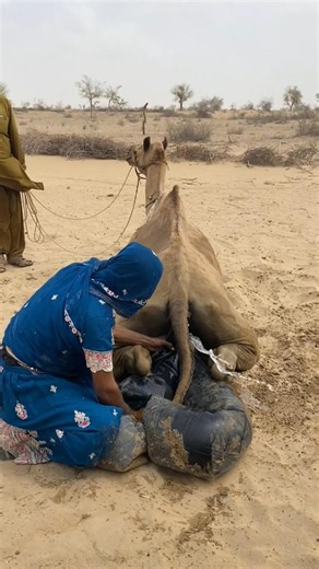 قربة ماء ترافق الجمل في قلب الصحراء، لتصنع مشهدًا أثار فضول كل من شاهده