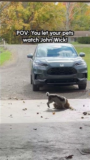 Orange Cat Wrestles With His Dog Brother