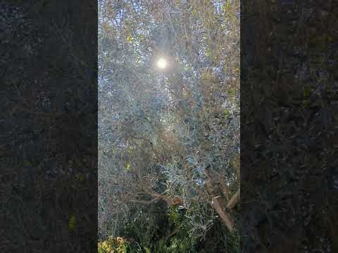 The Roswell Incident: What They AREN'T Telling You!