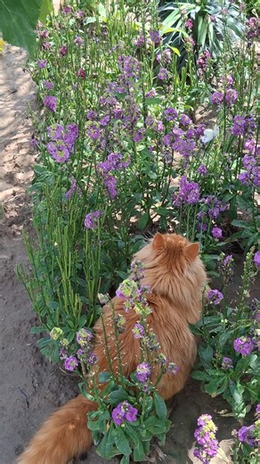 Niku vs Butterfly😂Mission Failed