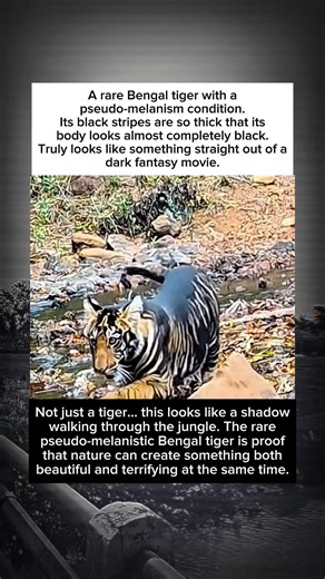 THE BLACK SHADOW OF THE JUNGLE Rare Bengal Tiger That Looks Almost Completely Black