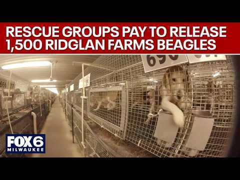 Ridglan Farms beagles: Rescue groups pay for release of 1,500 dogs | FOX6 News Milwaukee
