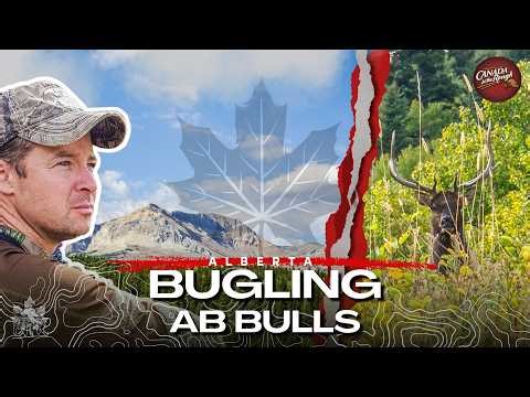 ALBERTA ELK Hunt (Getting In Tight With Bugling Bulls) | Canada in the Rough