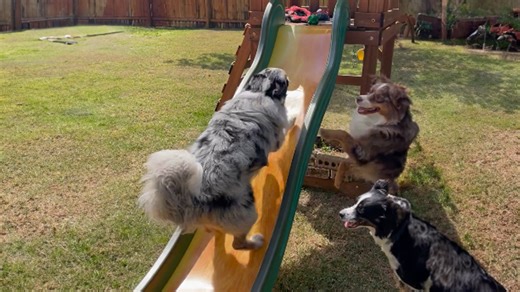 Australian shepherd plays on playground slide
