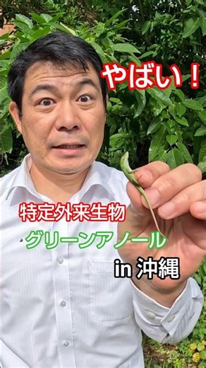 みんなで捕まえよう！特定外来生物グリーンアノール！Capture a non-native Green Anole in Okinawa, JAPAN ≫生物ハンター加藤英明【公式】かとチャン