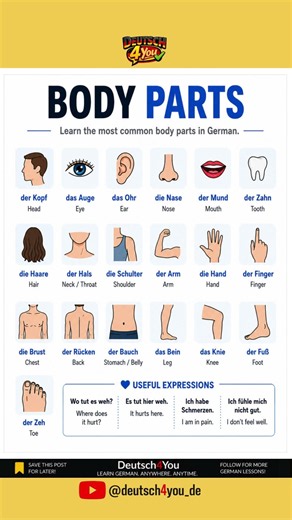 German Body Parts | Essential German Vocabulary for Beginners (A1–A2)